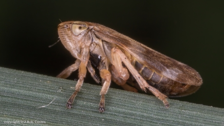 Cicade Aphrophora alni