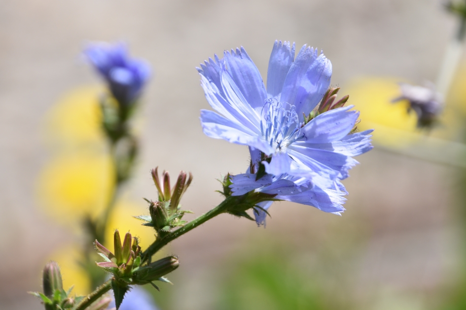 Cichorei - Planten - 