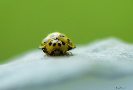 Citroenlieveheersbeestje