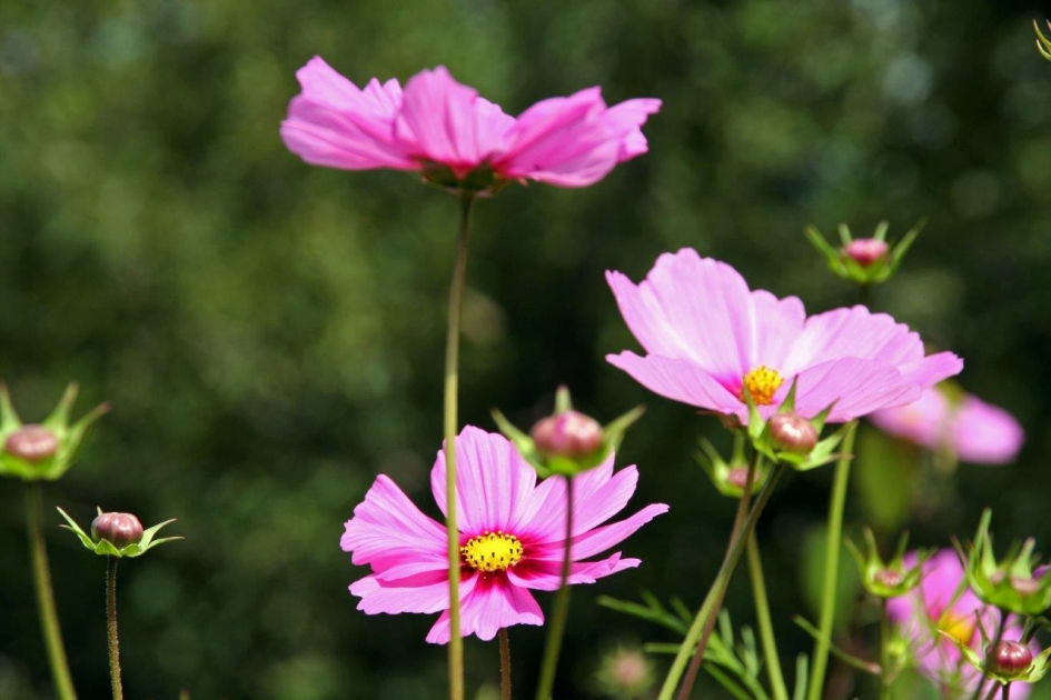 Cosmea - Planten - 