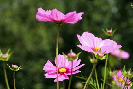 Cosmea