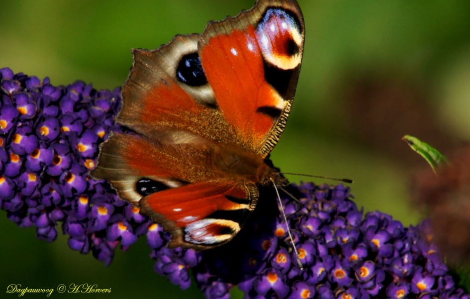 Dagpauwoog - Geleedpotigen - Dagpauwoog