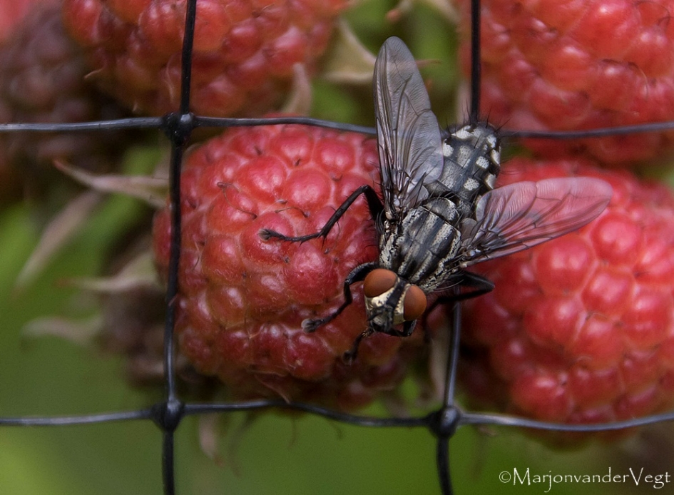 Dambordvlieg - Geleedpotigen - Dambordvlieg