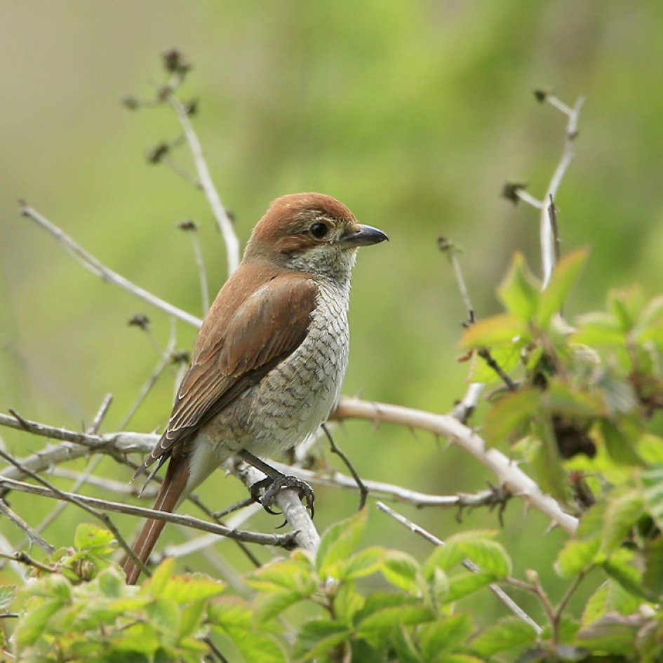 Dame Grauwe Klauwier - Vogels - Grauwe Klauwier