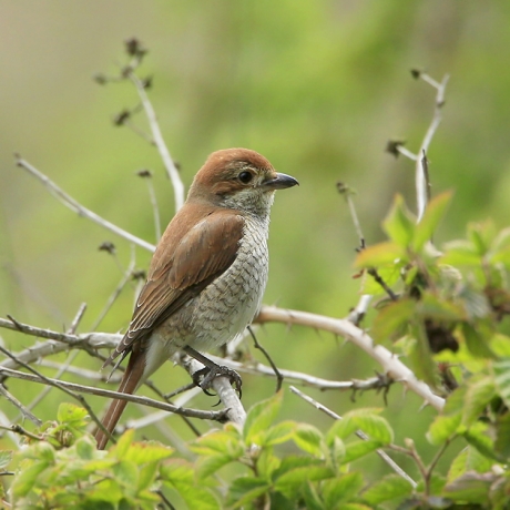 Dame Grauwe Klauwier