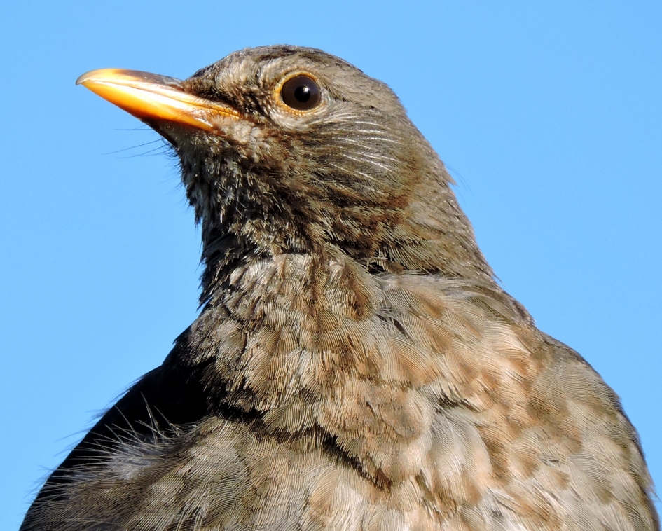 Dame in de ochtendzon - Vogels - Merel