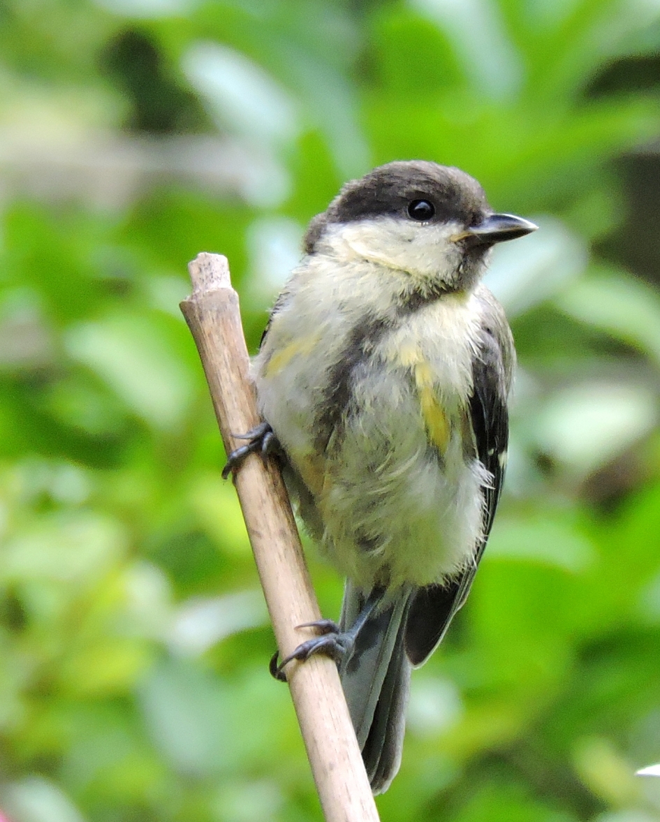 Dapper meesje - Vogels - Koolmees