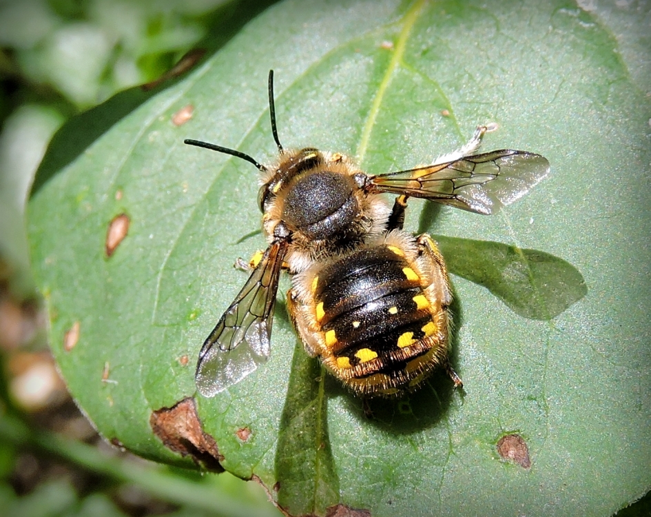 De grote wolbij - Geleedpotigen - Grote wolbij
