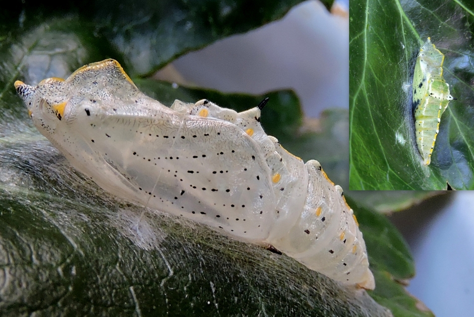 De vlinder is gevlogen - Geleedpotigen - Groot koolwitje