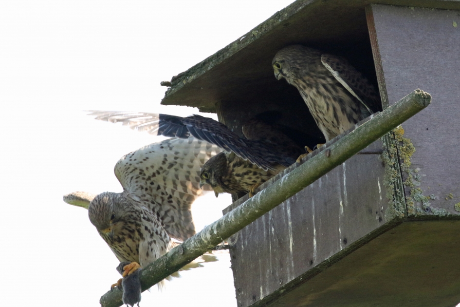 Dinner is served - Vogels - 