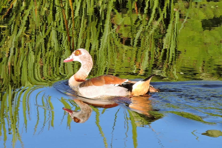 Dobberen - Vogels - Nijlgans
