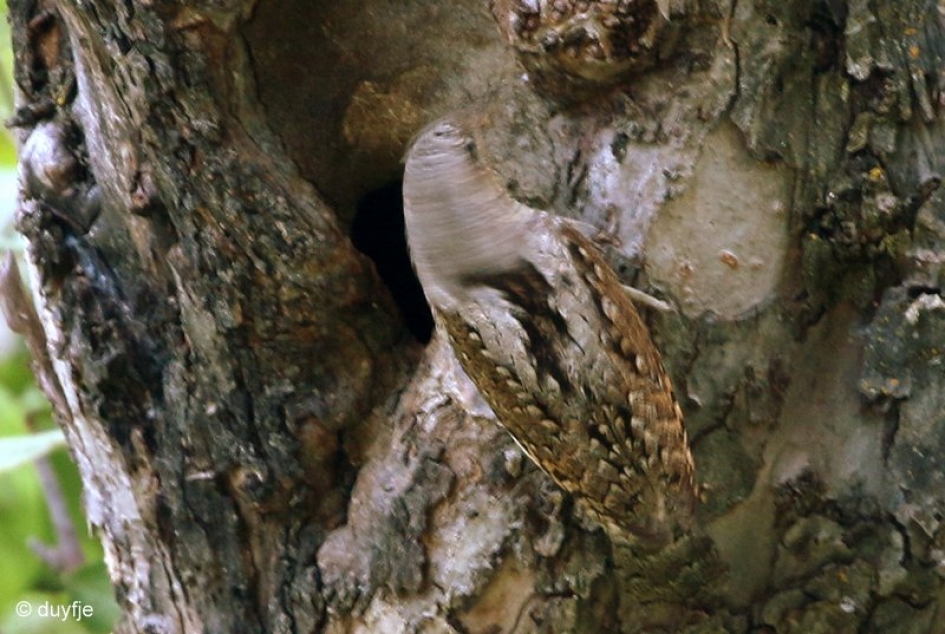draaien maar - Vogels - De Draaihals