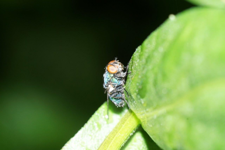 drup neus - Geleedpotigen - 