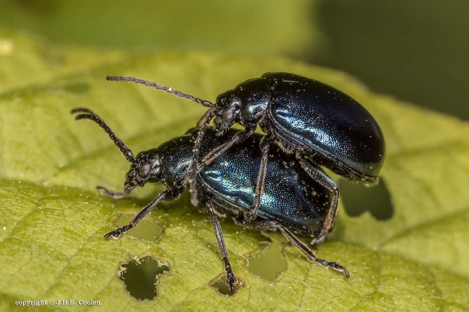 Dubbel - Geleedpotigen - Bladhaantje