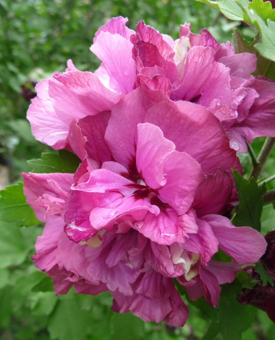 Dubbele hibiscus - Planten - 