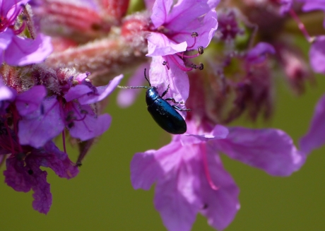 Elzenhaantje op kattenstaart