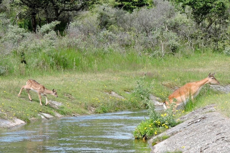 Even dapper zijn - Zoogdieren - Damhert