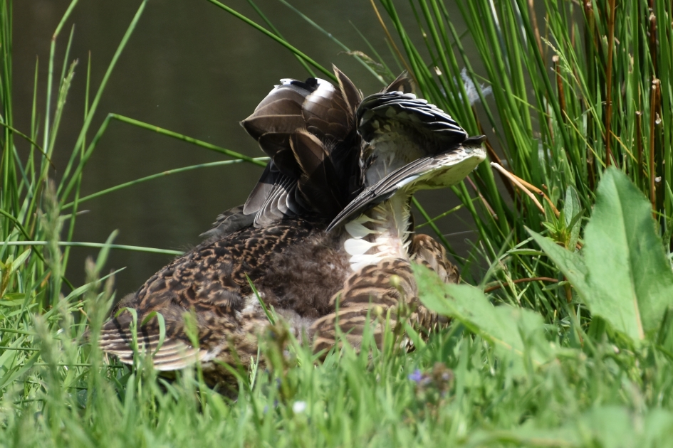 Even fatsoeneren.. - Vogels - 