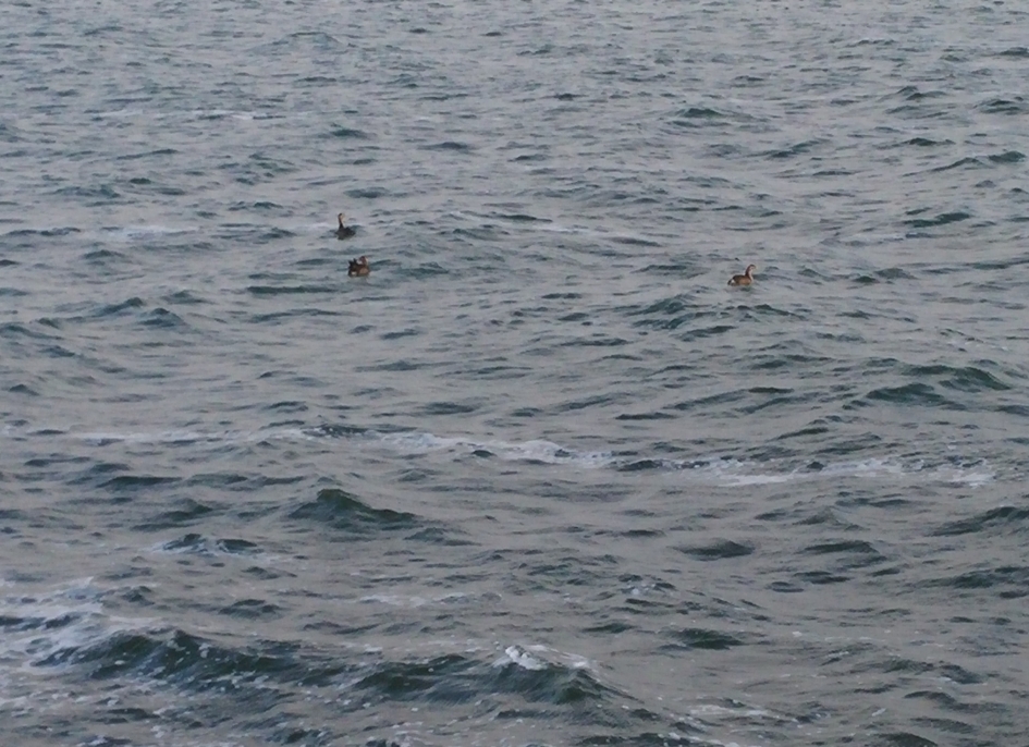 Familie Fuut - Vogels - Fuut