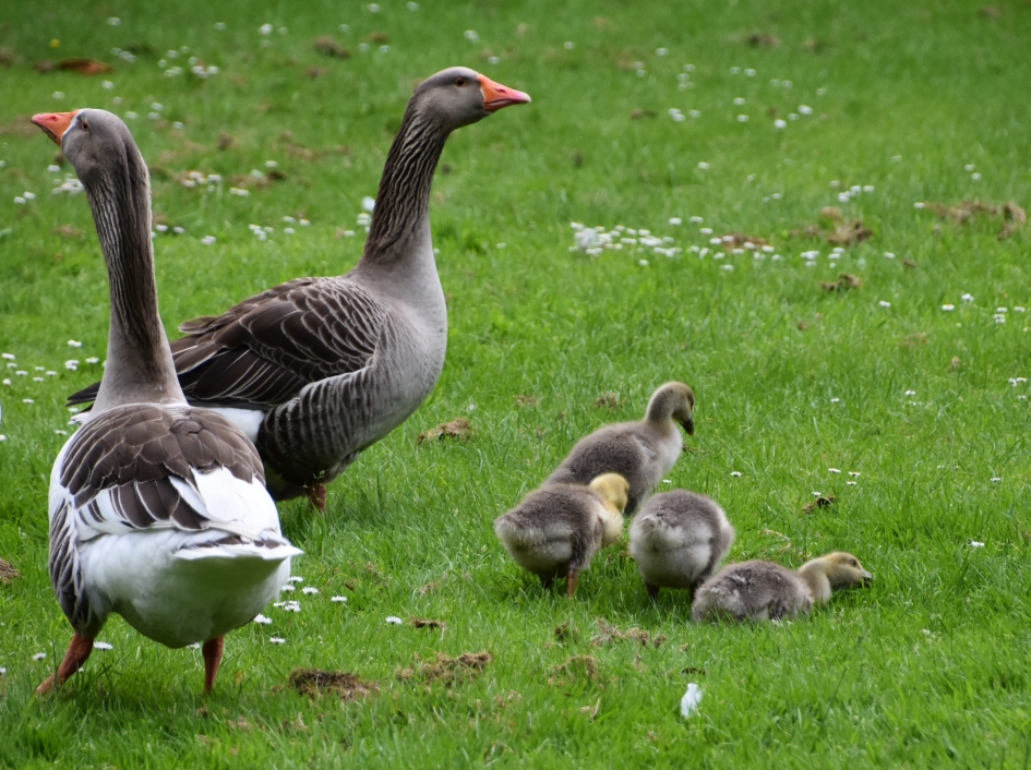Familie gans - Vogels - 