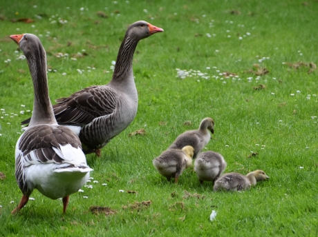 Familie gans