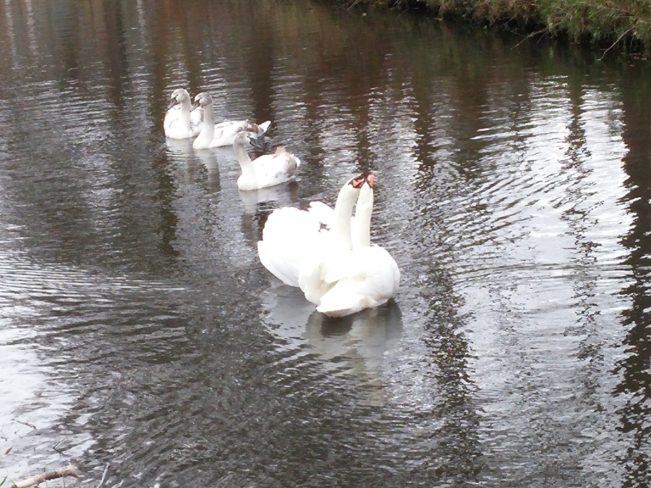 Familie zwaan - Vogels - Knobbelwaan