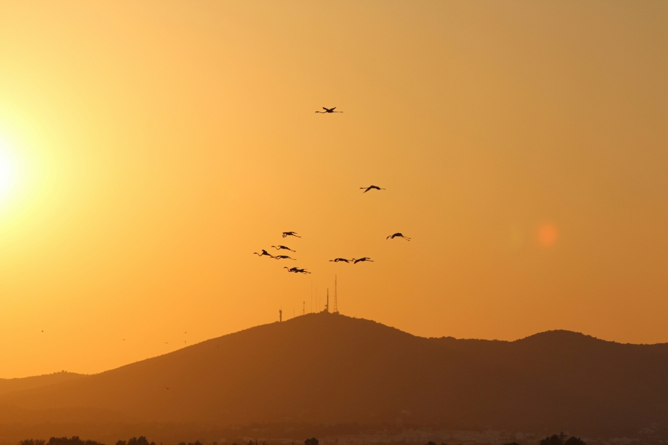 Flamingos bij zonsondergang - Vogels - Flamingo