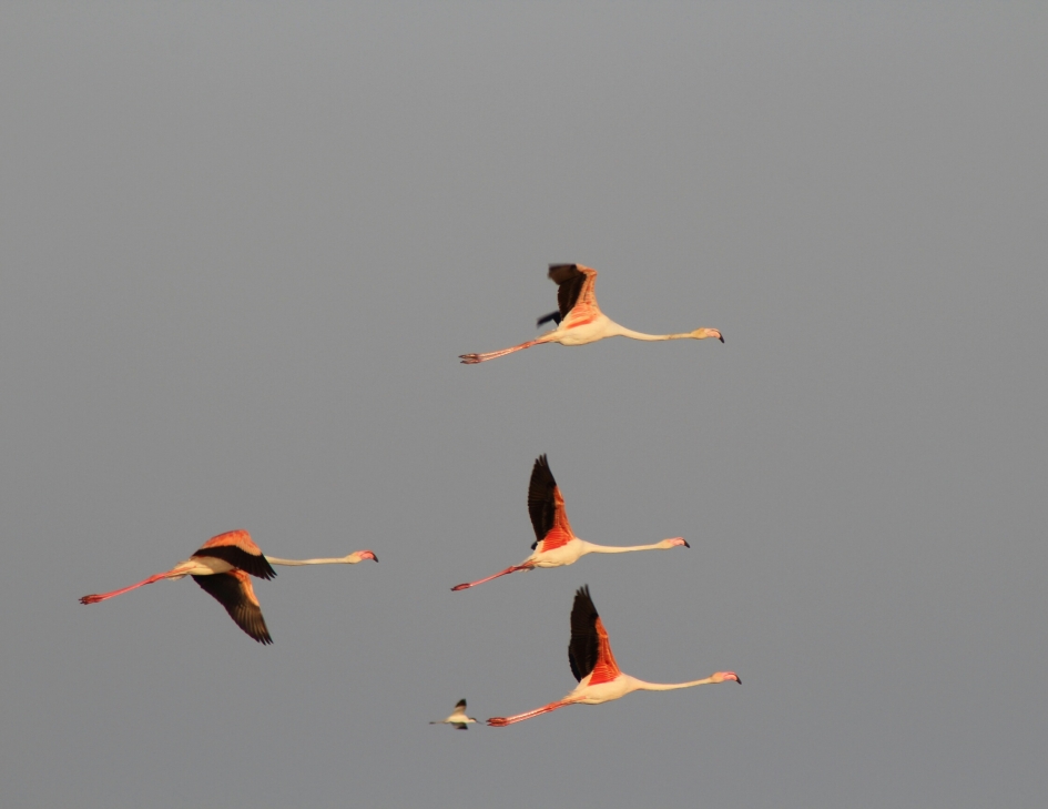 Flamingos en kluut - Vogels - Flamingo