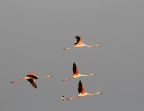 Flamingos en kluut