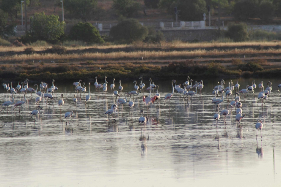 Flamingos gaan slapen - Vogels - Flamingo