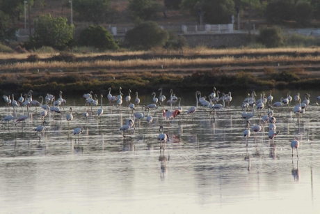 Flamingos gaan slapen