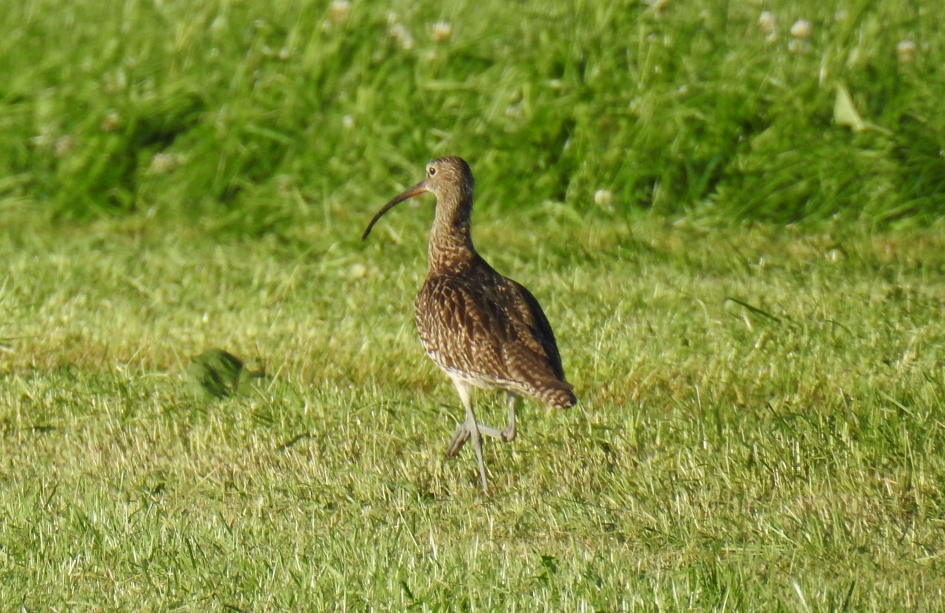 Fouragerende wulp - Vogels - 