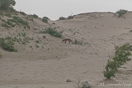Fox in the dunes