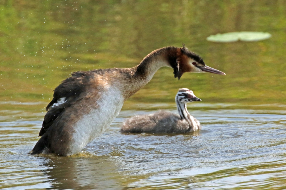 Fuut met jong - Vogels - 