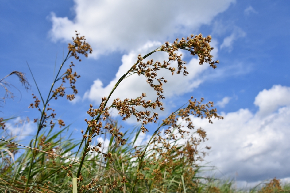 Galigaan - Planten - Galigaan