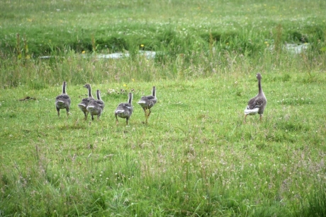 Familie gans