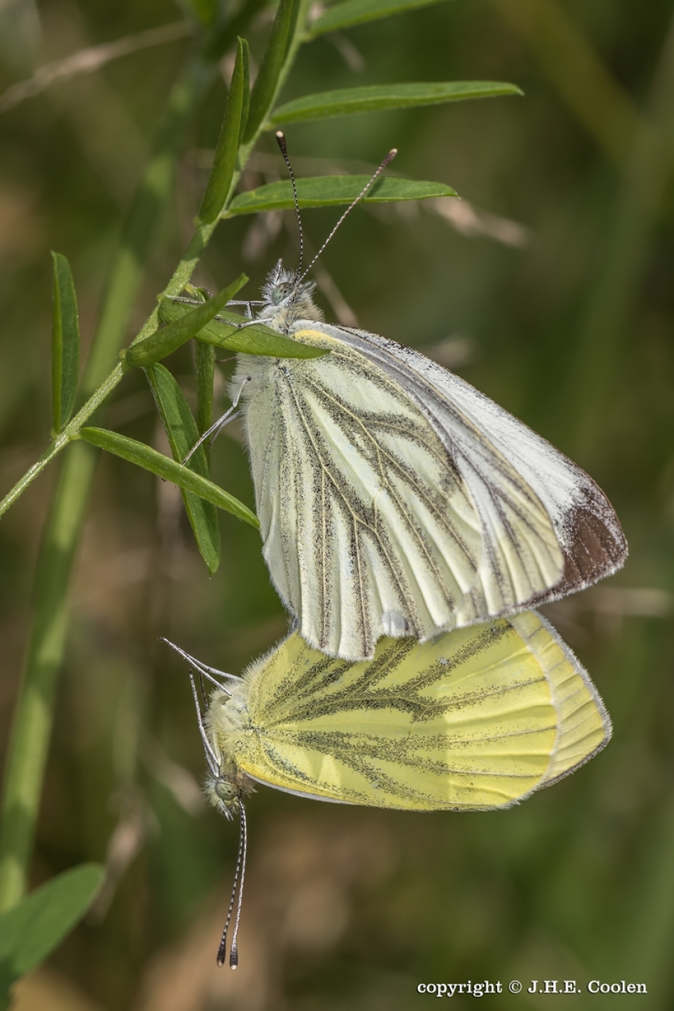 Geadderd witje(s) - Geleedpotigen - Geadderd witje