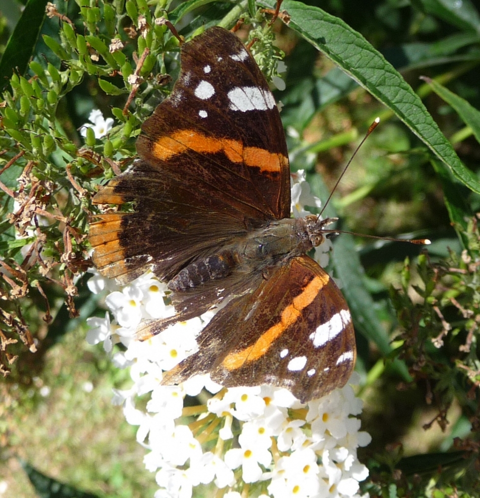 Gehavend... - Geleedpotigen - 