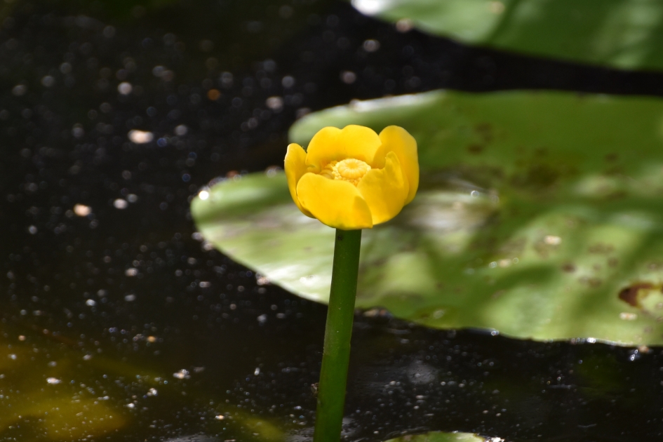 Gele plomp - Planten - 