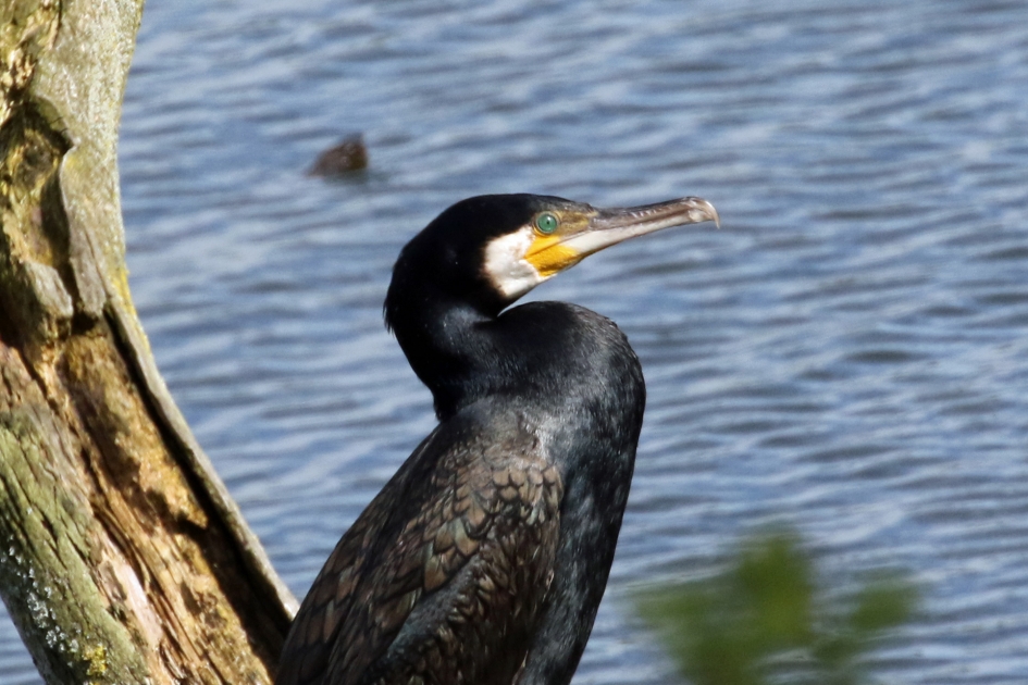 Genieten van de zon - Vogels - 