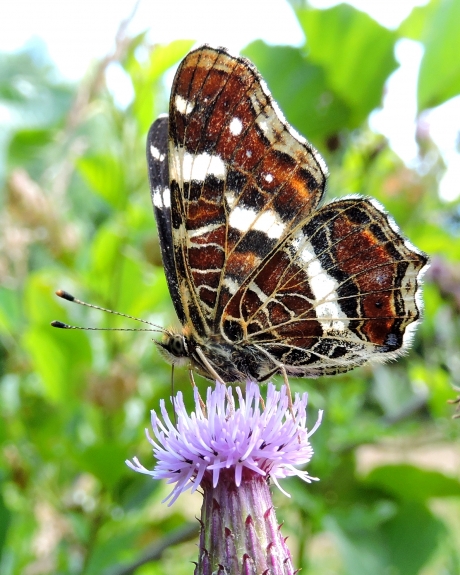 Geografische vlinder