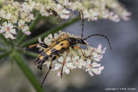 Geringelde smalboktor