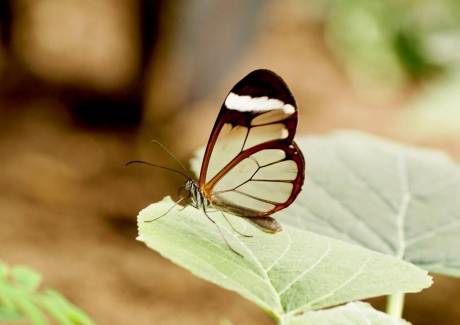 Glas vleugelvlinder