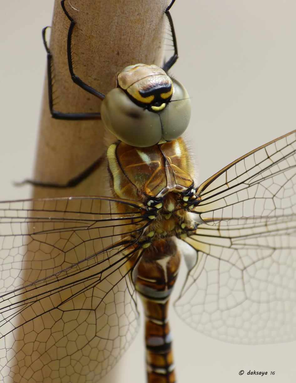 Glazenmaker - Geleedpotigen - Glazenmaker