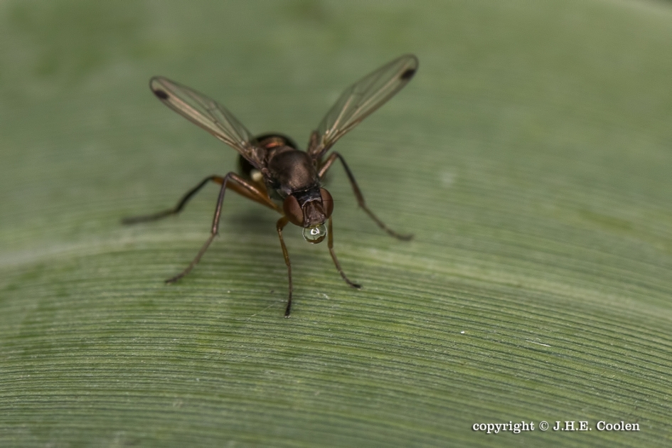 Gloeilampje - Geleedpotigen - 