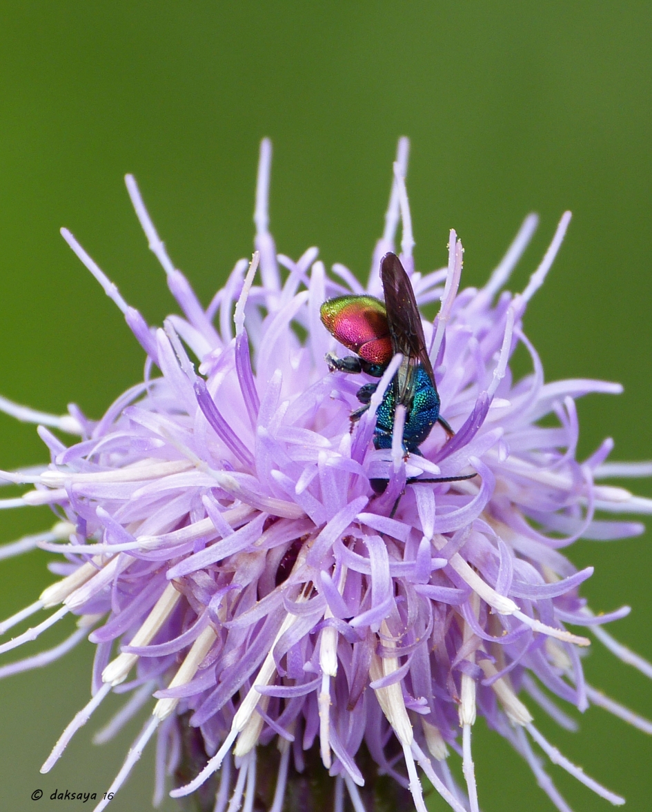 Goudwesp - Geleedpotigen - Goudwesp