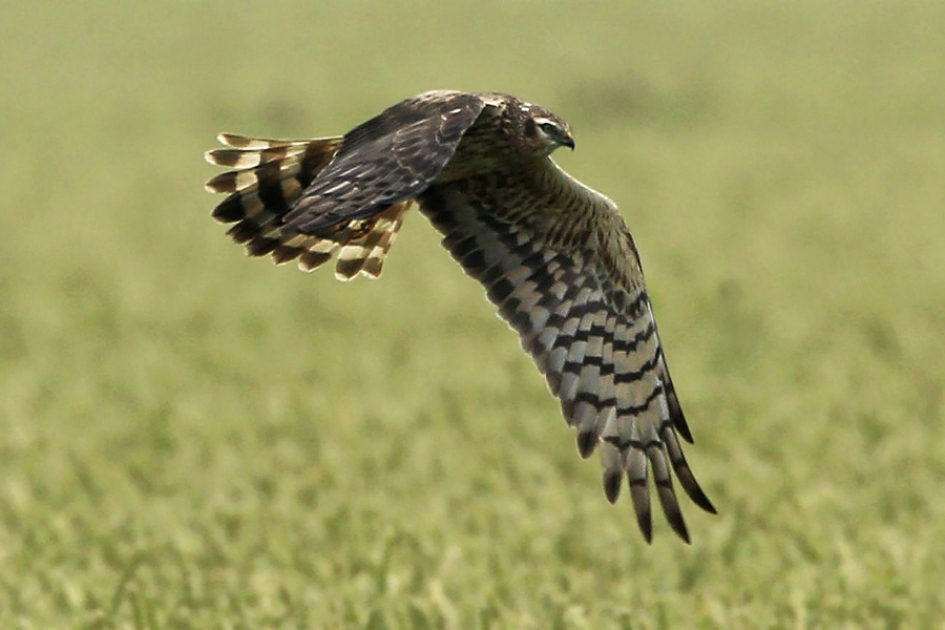 Grauw bij 't graan - Vogels - Grauwe Kiekendief