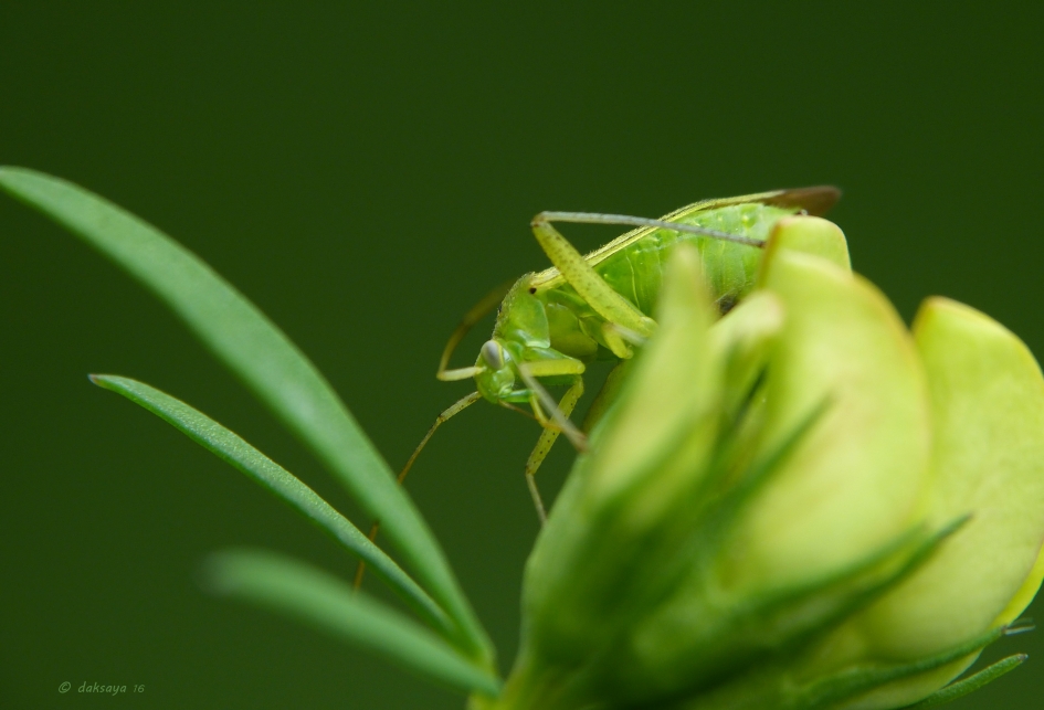 Groen op groen - Geleedpotigen - Groene wants