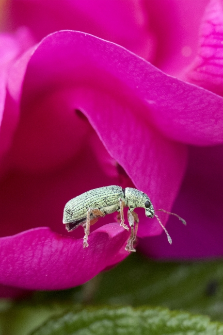 Groene bladsnuit kever