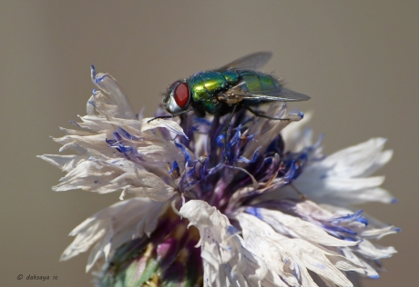 Groene keizersvlieg op verlepte korenbloem